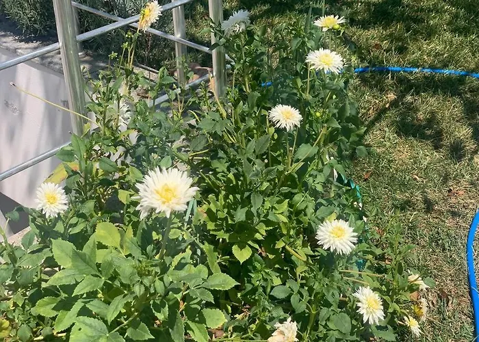 فيلة Elysium جبز